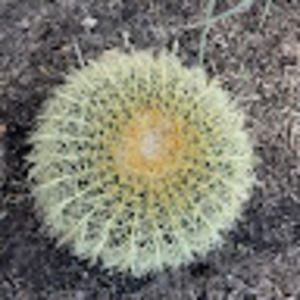 Meet your Posher, Sonday